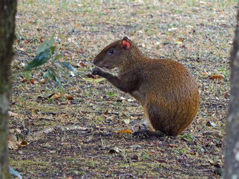 Agouti Habitat Diet And Adaptations Britannica