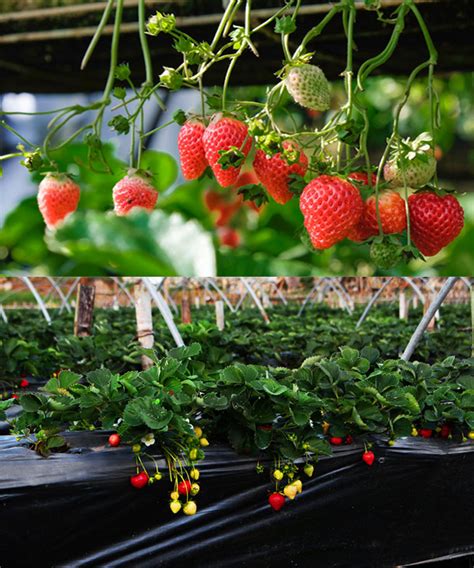 How To Grow Sweet Strawberries At Your Own Home Garden Vestellite