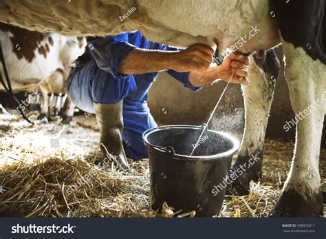 Cow Milk Photos Et Images De Stock Shutterstock