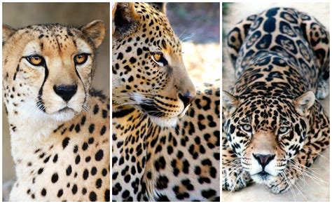 Which Is Bigger Cheetah Or Leopard Peepsburghcom
