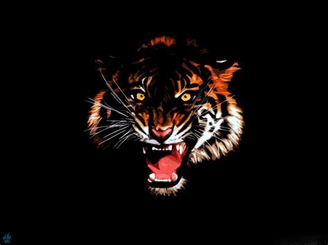 1080p Tiger Roar Hd Wallpaper