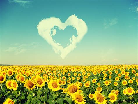 Sunflowers Love The Sun Hd Nature Wallpaper Beautiful Nature