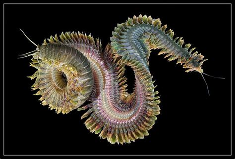 The Worm Nereis Virens Alexander Semenov Flickr