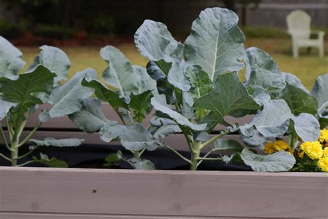 How To Grow Broccoli In Containers Helpful Care Tips