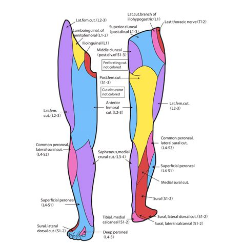 Saphenous Nerve Dermatome Distribution Dermatomes Chart And Map My