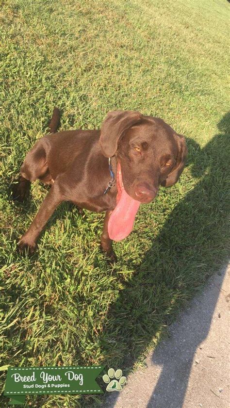 Stud Dog Handsome Pure Breed Lab Male Looking To Breed Breed Your Dog
