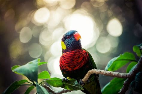 Animals Birds Plants Wallpapers Hd Desktop And Mobile