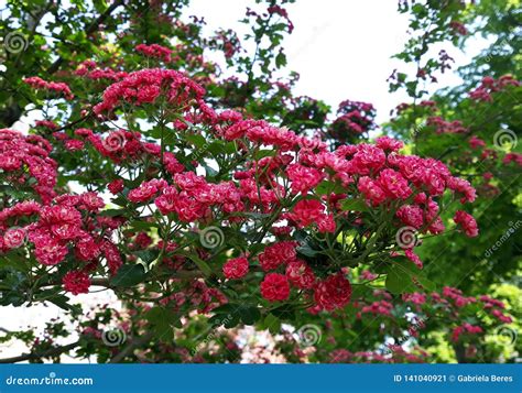 Close Up Of Branches With Beautiful Blooming Red Flowers Of Paul S