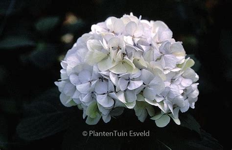 Hydrangea Macrophylla Mme E Mouillere Plantentuin Esveld