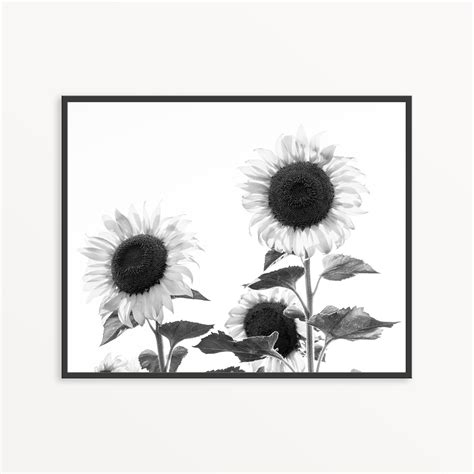 Sunflower Picture Black And White Flower Photography Print Etsy