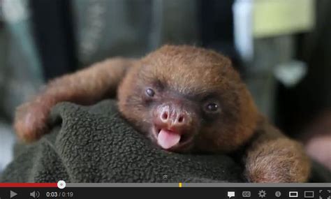 Adorable Baby Sloth Yawn Is That Omg Kind Of Adorable Featured Creature
