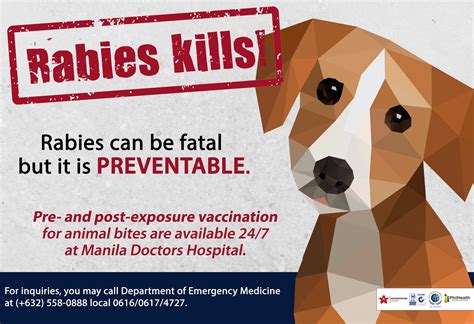 Rabies Can Be Fatal But It Is Manila Doctors Hospital Facebook