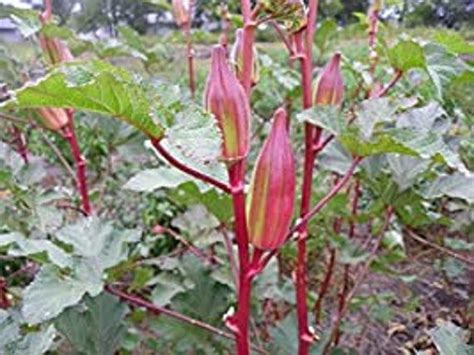 Hill Country Red Okra Growing Life Organic