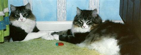 Learn more about this breed. Kashi Saga - Extra Special Cats - Norwegian Forest Cat ...