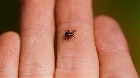 The Dangers Of Dried Dead Ticks On Dogs 2024