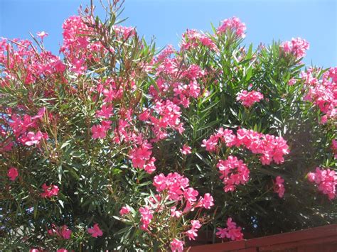 Blooming Pink Oleander Bush Stock Image Image Of Beautiful Bush