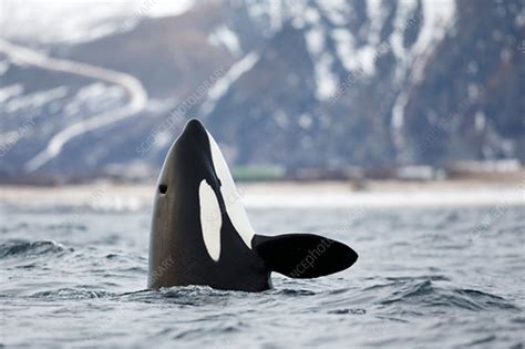 Orca Spyhopping Stock Image C0421607 Science Photo Library