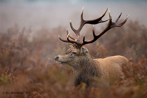 Stag In The Mist Our Blog About Red Deer Photography At