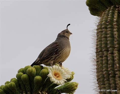 Neovista Birding Spring Birding In The Sonoran Desert