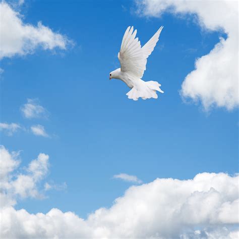 Dove Flying In Sky Free Stock Photo Public Domain Pictures