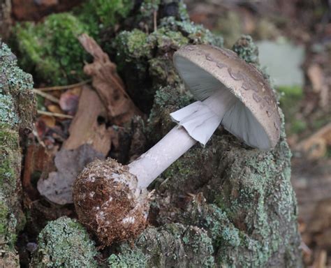 Amanita Porphyria The Ultimate Mushroom Guide