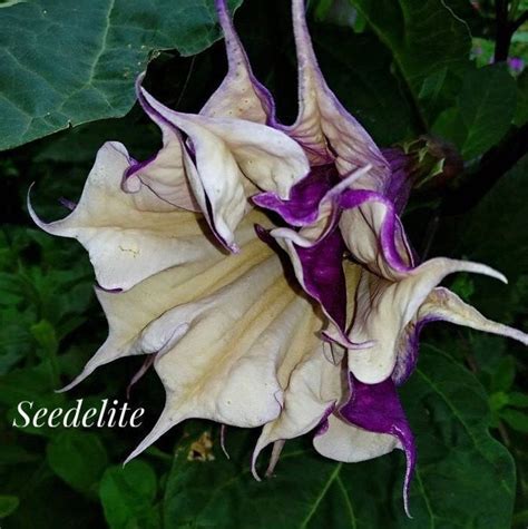 5 Rare Organic Datura Purple Double Flower Seeds Annual Etsy