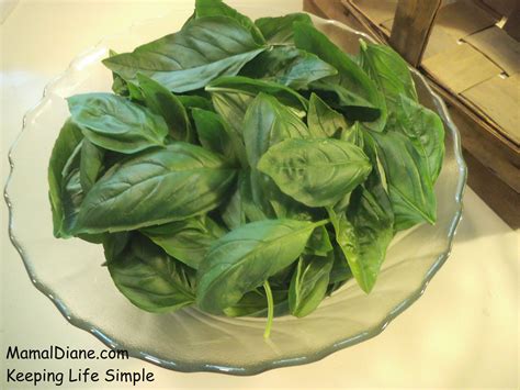 You'll need more of the replacement version to get the same result. Freezing Fresh Basil ~ Whole Leaf - Mamal Diane