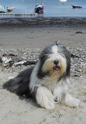Bearded Collie Club Home Page