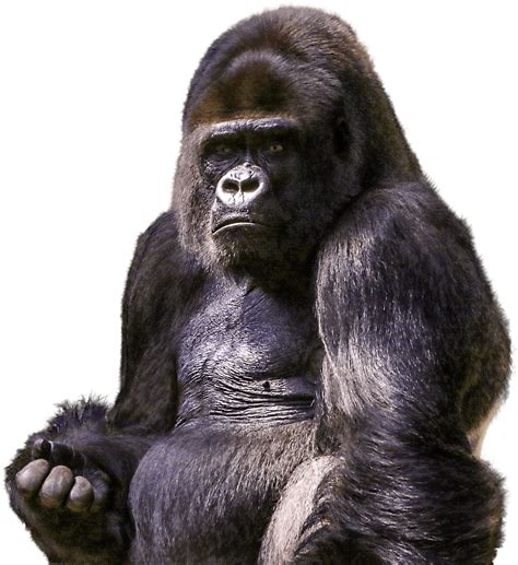 Gorilla Assis Png Transparents Stickpng