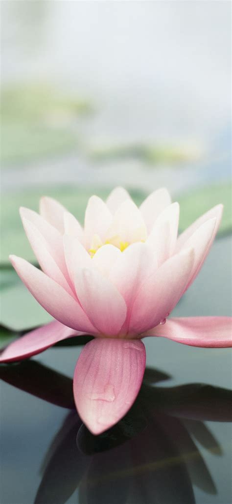 Lotus Flower Wallpaper Iphone