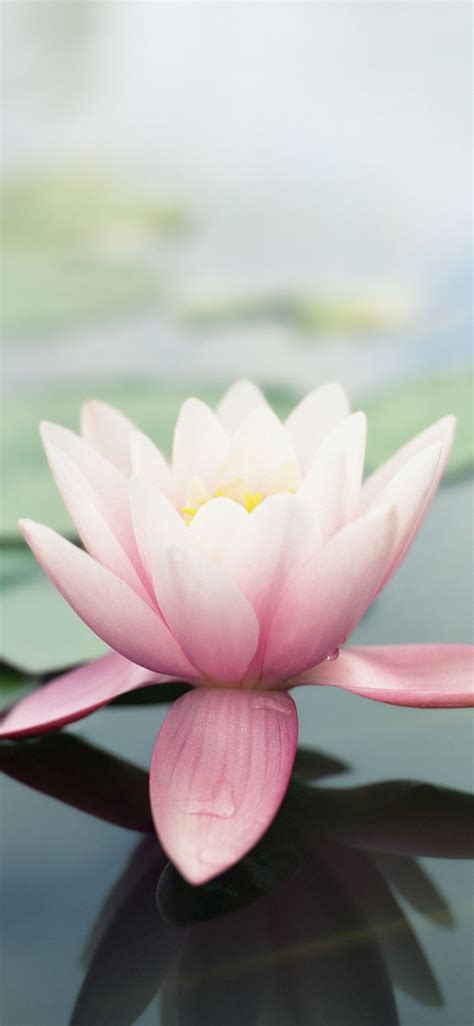 Right now we have 67+ background pictures, but the number of images is growing, so add the webpage to bookmarks and. Pin by Lara on Wallpapers | Flower iphone wallpaper, Lotus ...