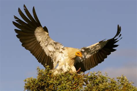 The egyptian vulture (neophron percnopterus), also called the white scavenger vulture or boe, our egyptian vulture, is now flying most days before the valley of the eagles display at 2pm. Egyptian vulture - Flight for Survival