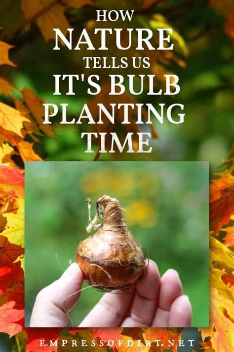 How Nature Tells Us Its Fall Bulb Planting Time Empress Of Dirt
