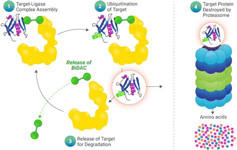 Targeted Protein Degradation C4 Therapeutics