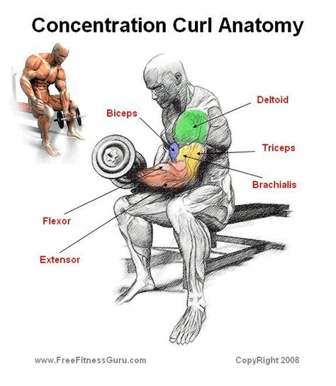 This article covers the anatomy of the deep muscles of the back, including their function, blood supply, innervation, origin and insertion. FreeFitnessGuru - Concentration Curl Anatomy ...