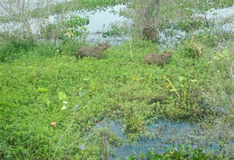We did not find results for: Carpincho (Hidrochaerus hydrochaeris) - EcoRegistros
