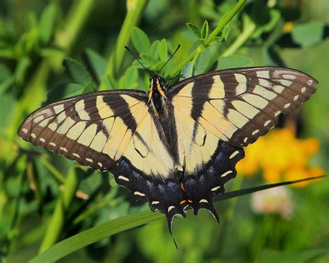 Female Eastern Tiger Swallowtail Yellow Form Papilio Gla Dan