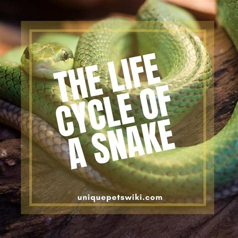 Study Guide The Life Cycle Of A Snake