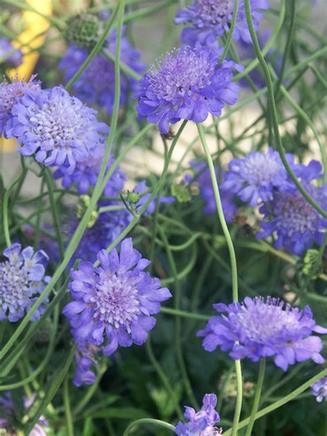 Scabiosa Butterfly Blue Bluestone Perennials Flowers Perennials
