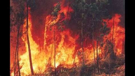 Un voraz incendio consumió 15 viviendas en el sector primavera alta del distrito santeño de chimbote (áncash) y dejó 5 personas afectadas elizabeth vicente ruesta, una de las damnificadas, contó que en contados segundos las llamas se extendieron a todas las casas, construidas a base de. INCENDIO en bosque de la primavera EXTENDIENDOSE!!! - YouTube