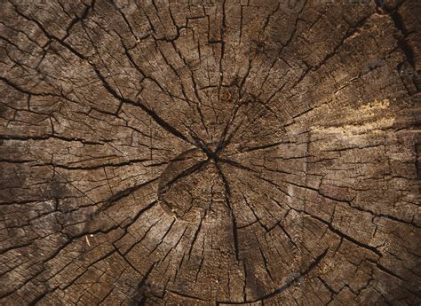 Wood Texture Of Cut Tree Trunk 2423522 Stock Photo At Vecteezy