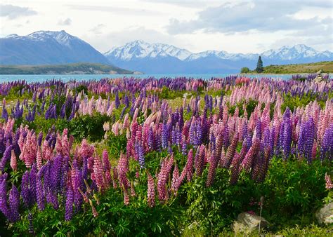 Need flowers delivered in christchurch? Best wildflower blooms in the world and when to visit