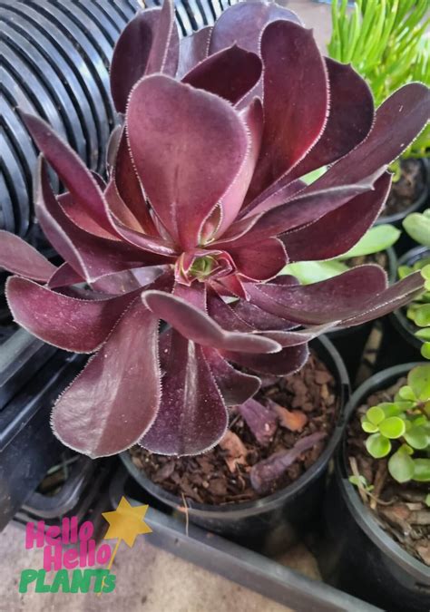 Aeonium Purple Rose Succulent 7 Pot Hello Hello Plants