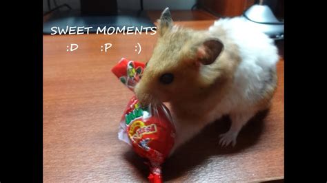 Hamster Comiendo Bombom Sweet Hd 1080 Youtube