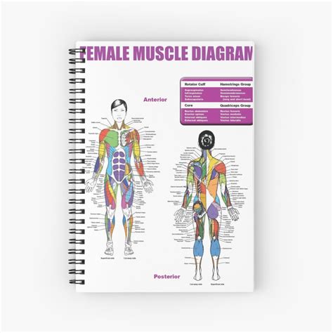 Female Muscle Diagram Anatomy Chart Spiral Notebook By