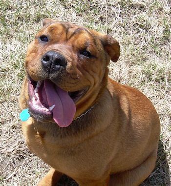 The best way to determine the temperament of a mixed breed is to look up all breeds in the cross and understand that you can get any combination of the characteristics found in either breed. 15 UNREAL English Bulldog Cross Breeds You've Got To See ...
