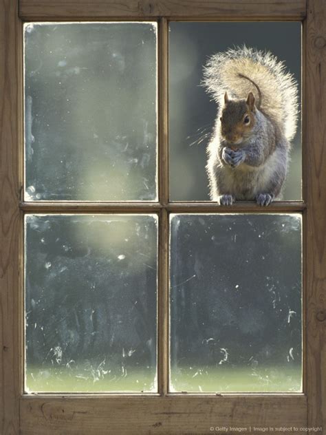 Grey Squirrel Sciurus Carolinensis Sitting On The Window Frame Of An