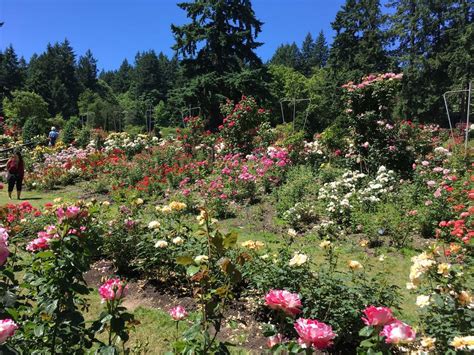 See The 4 Public Rose Gardens Of Portland Ready For Peak Bloom In June