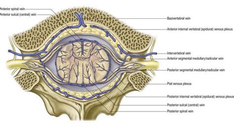 Vascular Supply Of The Brain And Spinal Cord Neupsy Key