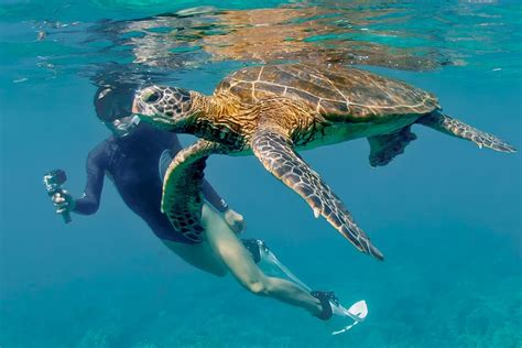 Visit Sea Turtles In Florida At The Loggerhead Marine Life Center